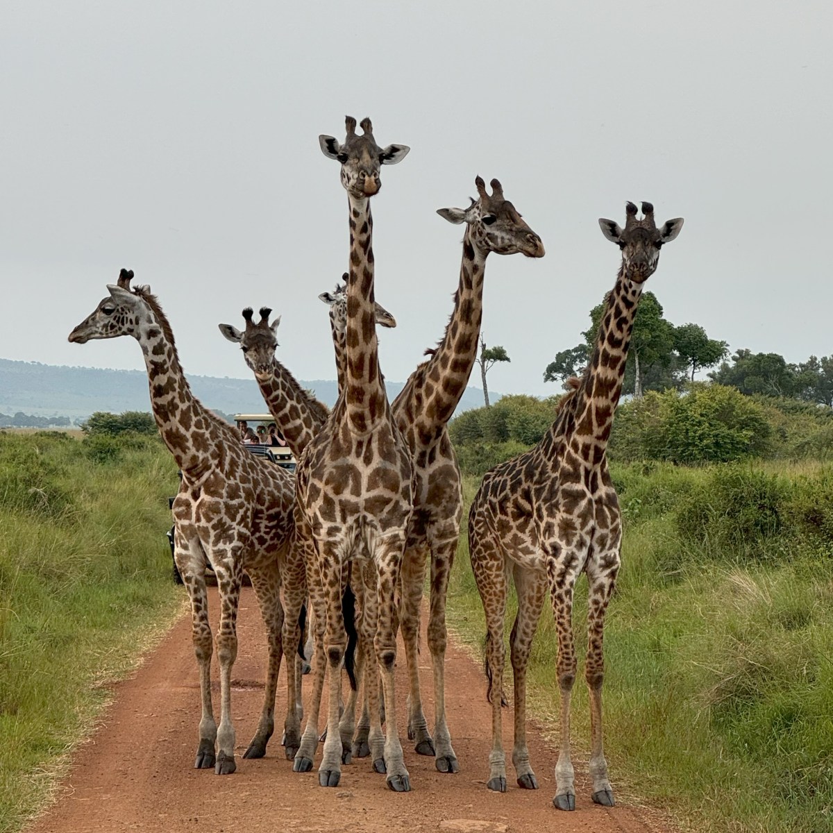 Safari – All you need to&nbsp;know….