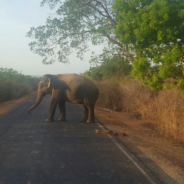 Sri Lanka – A Year-Round Gem for the Adventurous&nbsp;Traveller