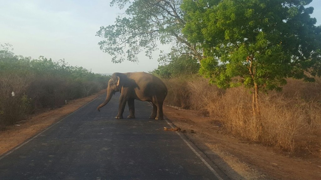 Sri Lanka – A Year-Round Gem for the Adventurous&nbsp;Traveller